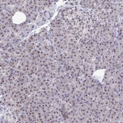 Thyroid receptor-interacting protein 12 Antibody, Novus Biologicals:Antibodies:Primary