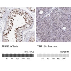 Thyroid receptor-interacting protein 12 Antibody, Novus Biologicals:Antibodies:Primary