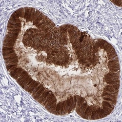 Thyrotropin Releasing Hormone Antibody, Novus Biologicals 25 &mu;L, Unlabeled:Antibodies,