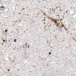 Thyrotropin Releasing Hormone Antibody, Novus Biologicals 25 &mu;L, Unlabeled:Antibodies,