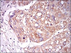 Tie-1 Antibody (8D12B10) - BSA Free, Novus Biologicals 0.1mL; Unlabeled:Antibodies,