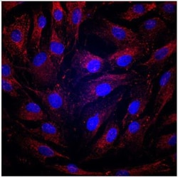 Tight Junction Protein 1 Antibody, Novus Biologicals 0.1mL; Unlabeled:Antibodies,