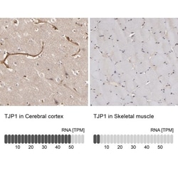 Tight Junction Protein 1 Antibody, Novus Biologicals:Antibodies:Primary