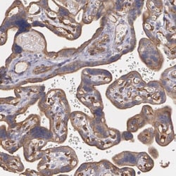 Tight Junction Protein 1 Antibody, Novus Biologicals 0.1mL; Unlabeled:Antibodies,