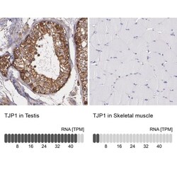 Tight Junction Protein 1 Antibody, Novus Biologicals 0.1mL; Unlabeled:Antibodies,