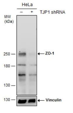Tight Junction Protein 1 Antibody, Novus Biologicals 0.1mL; Unlabeled:Antibodies,