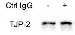 Tight Junction Protein 2 Antibody, Novus Biologicals 0.1mL; Unlabeled:Antibodies,