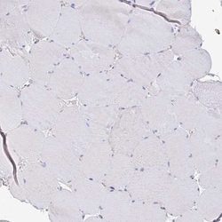 Timeless Antibody, Novus Biologicals 0.1mL; Unlabeled:Antibodies, Polyclonal