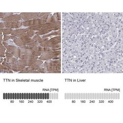 Titin Antibody, Novus Biologicals 25 &mu;L; Unlabeled:Antibodies, Polyclonal