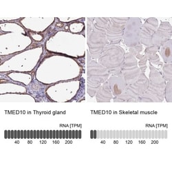 Tmp21/p23 Antibody, Novus Biologicals:Antibodies:Primary Antibodies