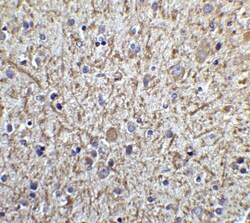 Tollip Antibody - BSA Free, Novus Biologicals 0.1mg; Unlabeled:Anticorps,