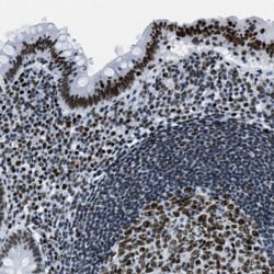Topoisomerase I Antibody, Novus Biologicals 0.1mL; Unlabeled:Antibodies,