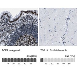 Topoisomerase I Antibody, Novus Biologicals 0.1mL; Unlabeled:Antibodies,
