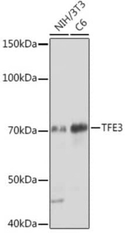 Transcription factor E3 Rabbit anti-Human, Mouse, Rat, Clone: 7V8M1, Novus Biologicals 100 &mu;g | Buy Online | Novus Biologicals | Fisher Scientific