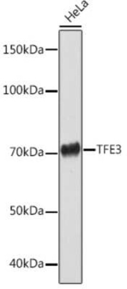 Transcription factor E3 Rabbit anti-Human, Mouse, Rat, Clone: 7V8M1, Novus Biologicals 100 &mu;g | Buy Online | Novus Biologicals | Fisher Scientific