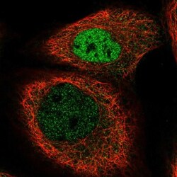 anti-Transcription factor E3, Polyclonal, Novus Biologicals 0.1mL; Unlabeled:Antibodies,