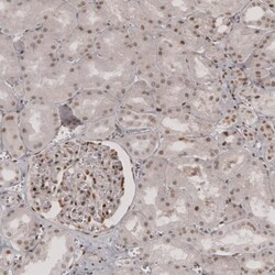 anti-Transcription factor E3, Polyclonal, Novus Biologicals 0.1mL; Unlabeled:Antibodies,