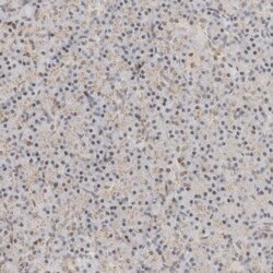 anti-Transcription factor E3, Polyclonal, Novus Biologicals 0.1mL; Unlabeled:Antibodies,