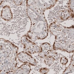 anti-Transcription factor E3, Polyclonal, Novus Biologicals 0.1mL; Unlabeled:Antibodies,