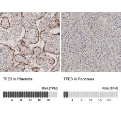 anti-Transcription factor E3, Polyclonal, Novus Biologicals 0.1mL; Unlabeled:Antibodies,