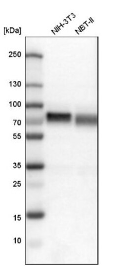 anti-Transcription factor E3, Polyclonal, Novus Biologicals 0.1mL; Unlabeled:Antibodies,