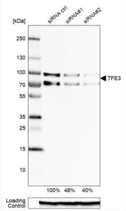 anti-Transcription factor E3, Polyclonal, Novus Biologicals 0.1mL; Unlabeled:Antibodies,