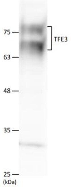 anti-Transcription factor E3, Polyclonal, Novus Biologicals 0.1mL; Unlabeled:Antibodies,