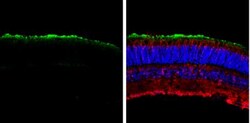 Transducin alpha Antibody, Novus Biologicals 0.1mL; Unlabeled:Antibodies,