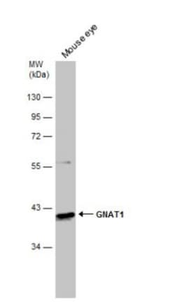 Transducin alpha Antibody, Novus Biologicals 0.1mL; Unlabeled:Antibodies,