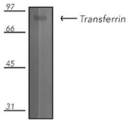 Transferrin Antibody, Novus Biologicals 0.2 mg; Unconjugated:Antibodies,