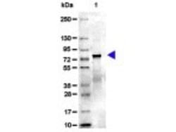 Novus Biologicals&trade;&nbsp;Transferrin Native Protein