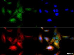 TfR (Transferrin R) Antibody - BSA Free, Novus Biologicals 0.1 mL | Buy Online | Novus Biologicals | Fisher Scientific