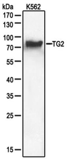 Transglutaminase 2/TGM2 Antibody, Novus Biologicals:Antibodies:Primary