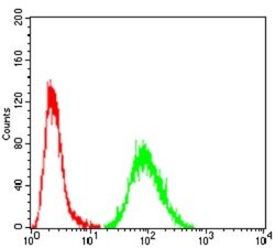 Transthyretin/Prealbumin Antibody (2E10C5) - BSA Free, Novus Biologicals