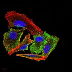 Transthyretin/Prealbumin Antibody (2E10C5) - BSA Free, Novus Biologicals