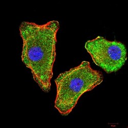 Transthyretin/Prealbumin Antibody (2E10C5) - BSA Free, Novus Biologicals