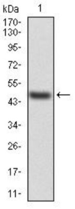 Transthyretin/Prealbumin Antibody (2E10C5) - BSA Free, Novus Biologicals
