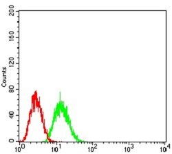 Transthyretin/Prealbumin Antibody (6F11B2) - BSA Free, Novus Biologicals