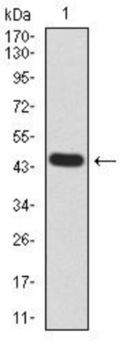 Transthyretin/Prealbumin Antibody (6F11B2) - BSA Free, Novus Biologicals