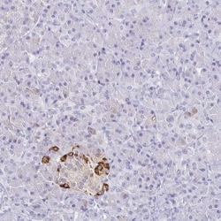 Transthyretin/Prealbumin Antibody, Novus Biologicals 0.1mL; Unlabeled:Antibodies,
