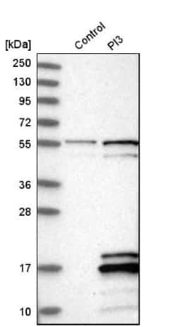 Trappin-2/Elafin/Skalp Antibody, Novus Biologicals:Antibodies:Primary Antibodies