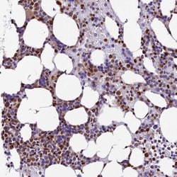 Trim22 Antibody, Novus Biologicals 25 &mu;L; Unlabeled:Antibodies, Polyclonal