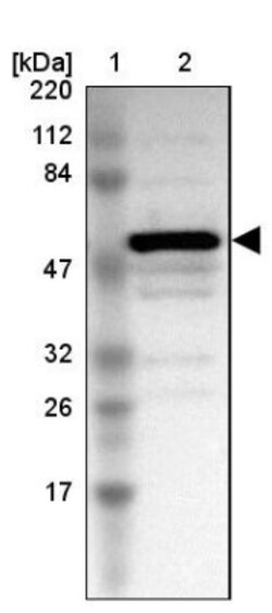 Trim22 Antibody, Novus Biologicals 25 &mu;L; Unlabeled:Antibodies, Polyclonal