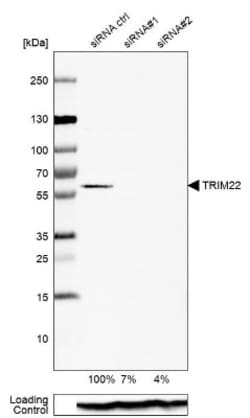 Trim22 Antibody, Novus Biologicals 25 &mu;L; Unlabeled:Antibodies, Polyclonal