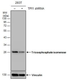 Triosephosphate isomerase Antibody, Novus Biologicals 0.1mg; Unlabeled:Antibodies,