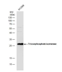 Triosephosphate isomerase Antibody, Novus Biologicals 0.1mg; Unlabeled:Antibodies,