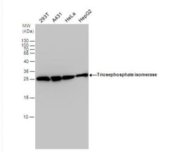 Triosephosphate isomerase Antibody, Novus Biologicals 0.1mg; Unlabeled:Antibodies,