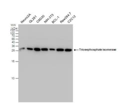 Triosephosphate isomerase Antibody, Novus Biologicals 0.1mg; Unlabeled:Antibodies,