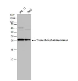 Triosephosphate isomerase Antibody, Novus Biologicals 0.1mg; Unlabeled:Antibodies,