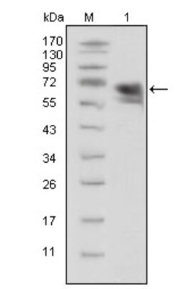 TrkA Antibody (6B2), Novus Biologicals 0.1mL; Unlabeled:Antibodies, Monoclonal